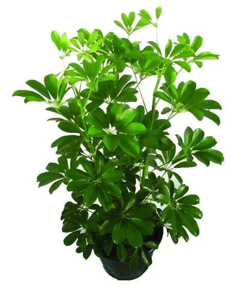 340 - Schefflera Arboricola Schefflera arboricola 03361.JPG