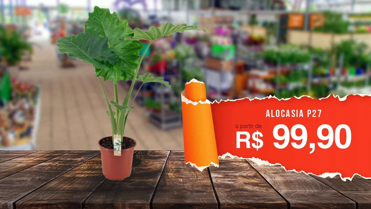 alocasia.jpg