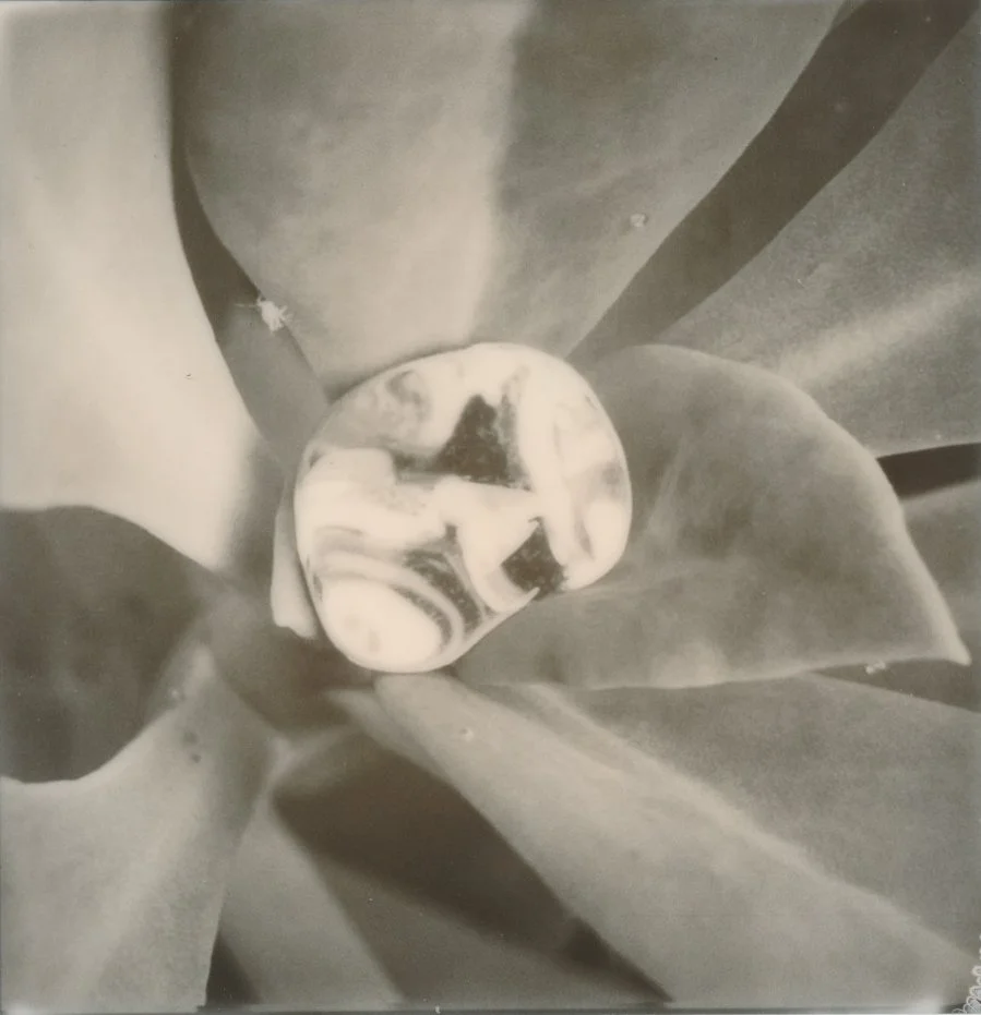 succulentdropzoom.jpg