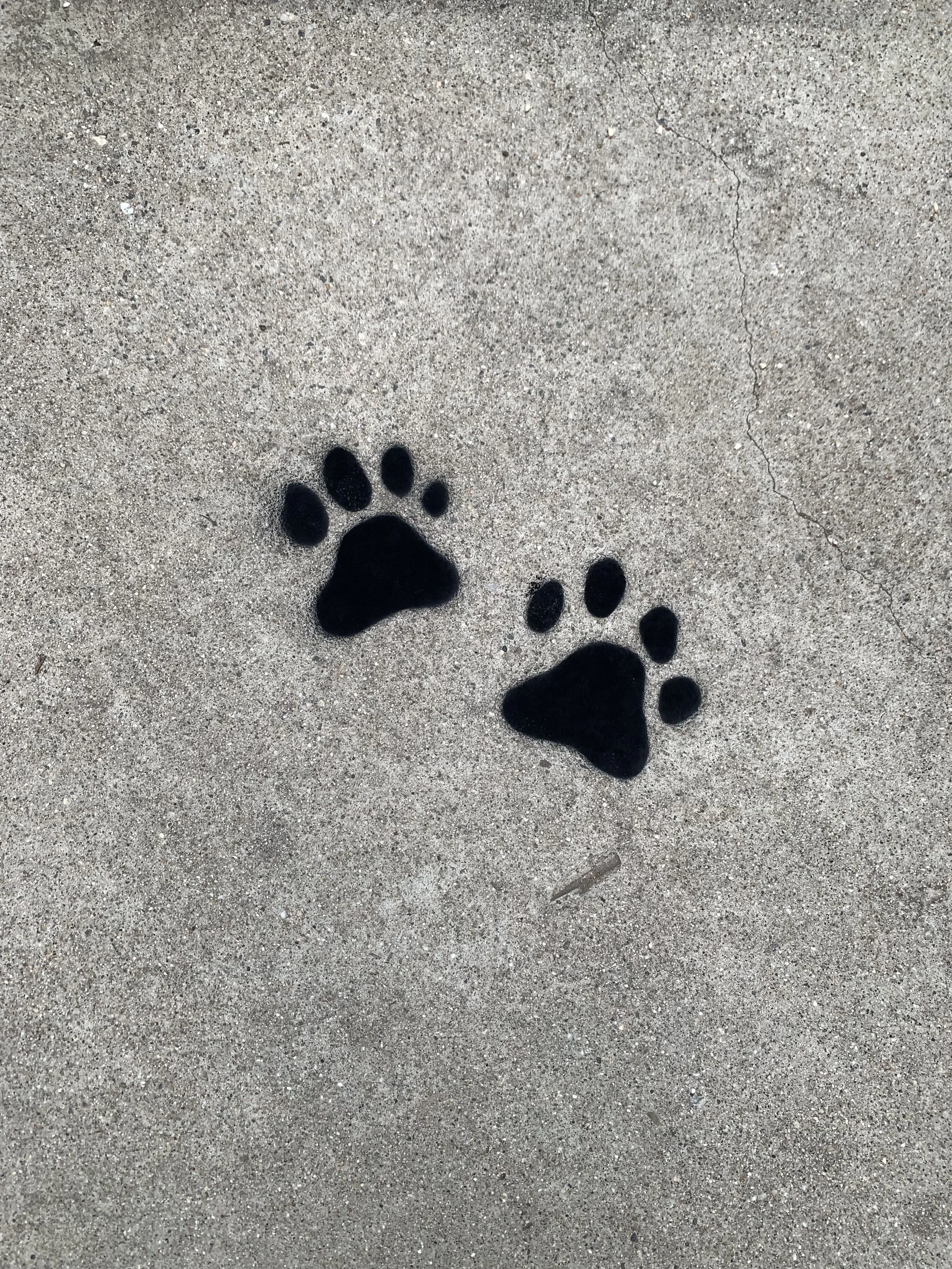 sabrina_paws.jpg
