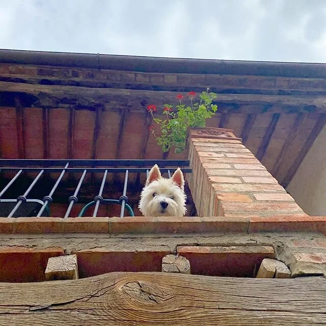 Helloooooooo down there! .
.
#greetings #welcometotheweekend #reopen #friyay #chianticanicrew #westie #whwt #westitude #whitedogabroad #canineconcierge