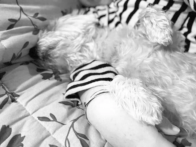 Rainy Sunday Morning Snuggles. Momager says I’m the best ‘little spoon’ there ever was in the history of ever. I don’t know what that is. But I love her snuggles so I’m going with it. 
#sundaysnuggles #littlespoon #bests