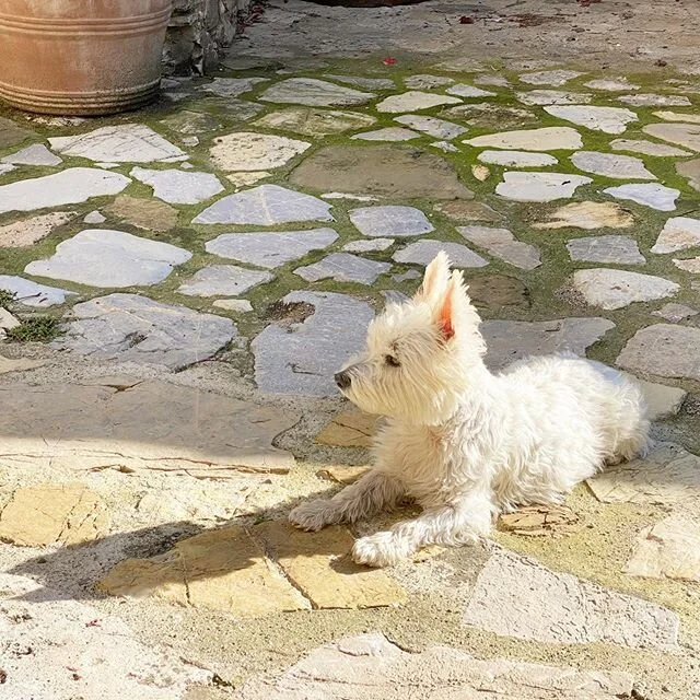 Just taking some evening sun chill time with my shadow. 
#underthetuscansun #sunshinemakesmehappy #goldenhour #aftertherain #happysun #happyshadow #happypup #westitude #westie #whitedogabroad #lifeintuscany #chianticanicrew #whwt