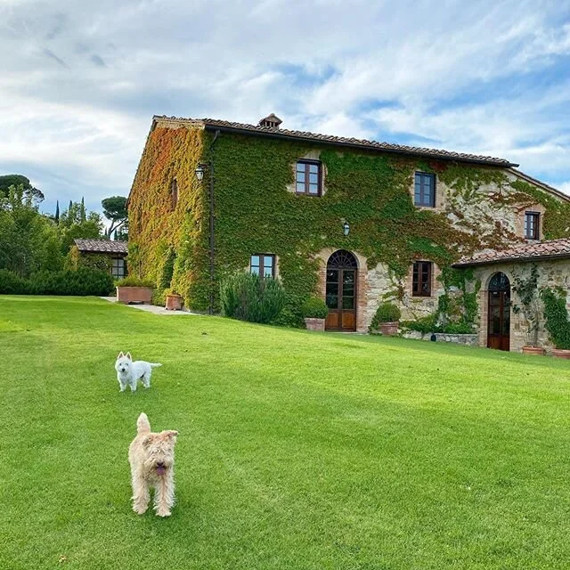Tonight was invited to a play date with my new friend Jasmine. We had a great time. I mean. Look at this lawn! 
#ataleoftwoterriers #dogsatplay #chianticanicrew #westie #westhighlandwhiteterrier #lakelandterrier #terriersofinstagram #terrierfriends #