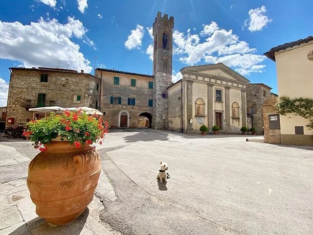 Cane Piccolino. 
Paese Piccolino. 
Small Dog. 
Small Village. ❤️ #lifeintuscany #vas #villaasesta #miocuore #whitedogabroad #chianticanicrew #canefamoso #tuscanydog #wanderwithme #travel #traveldog #westitude #westie #canineconcierge #caneconcierge #