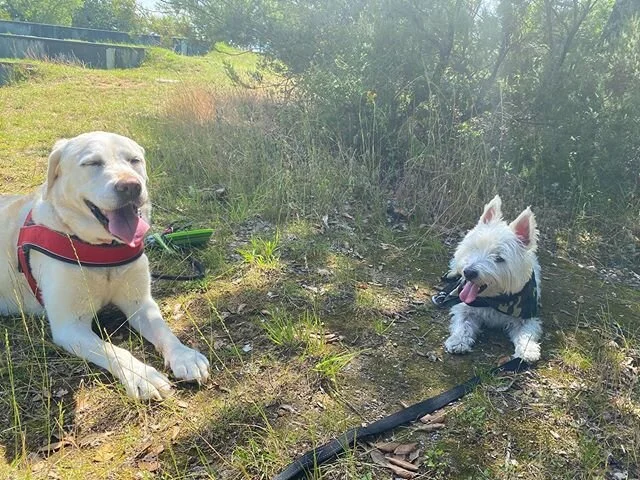 I’m lucky to have so many dog friends. You all are amazing! My girl, Harper is traveling back to the USA today. Let’s all send her good thoughts for a safe journey. ✨🙏🏻✨ See my story for our sculpture park walk! 
#friendsfurever #chiant