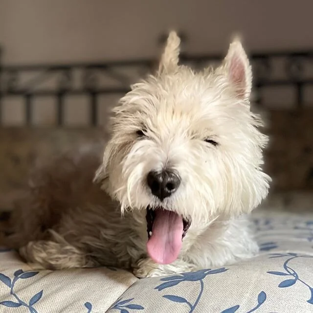 *yawn* is it the weekend yet??? .
.
#yawn #dogyawn #longweek #wherestheweekend #sleepypuppy #bored #restingupfortheweekend #westitude #westie #whitedogabroad #whwt #westiesofinstagram #wanderwithme