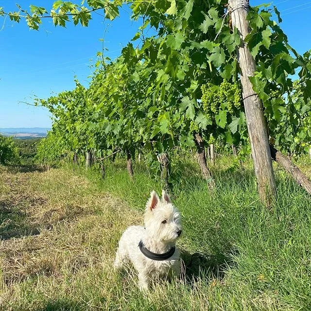 Vine check! These grapes are taking their own sweet time. Sorta pun intended. 
#lifeonthevine #lifeintuscany #winedog #westitude #comeongrapesyoucandoit #letshearitforthevines #forzavigne #whitedogabroad