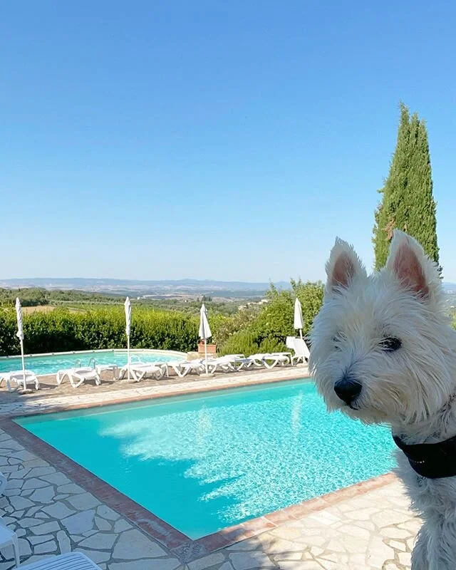 Give me a shout when they call Puppy Swim. I’m gonna run and get more sunscreen. 
#dogswim #pooldays #estate2020 #piscine #pooldog #westilifeguard #whitedogabroad #canebianco #westie #westitude #summer #summerdays #saturdayvibes #wearsunscreen