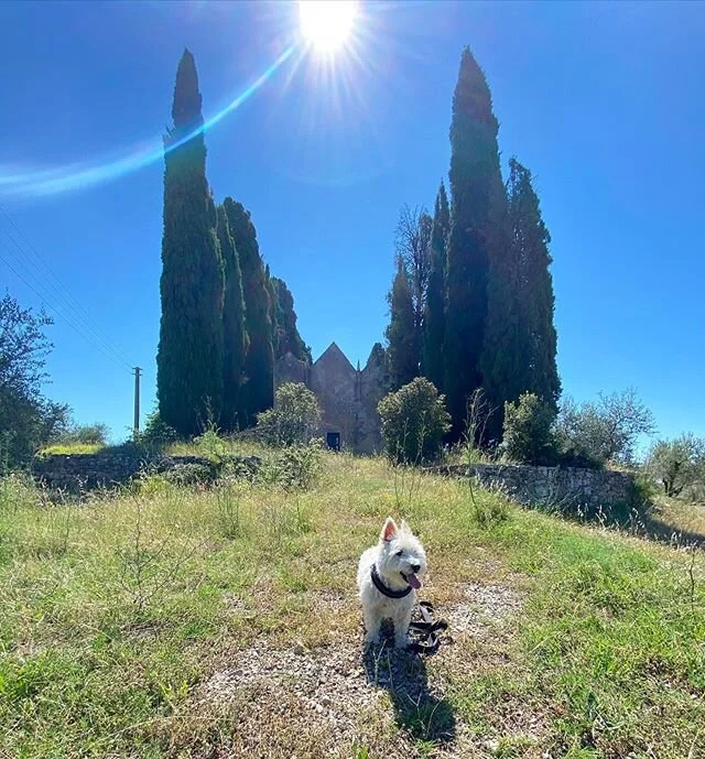 Sunday sun aligning over an ancient church. Coincidence? I think not. It was abandoned so I wasn’t guilted into attending mass. 
#happysunday #sundaymass #natureismychurch #lifeintuscany #tuscanynaturewalk #abandonedplaces #dogwalks #chiantican