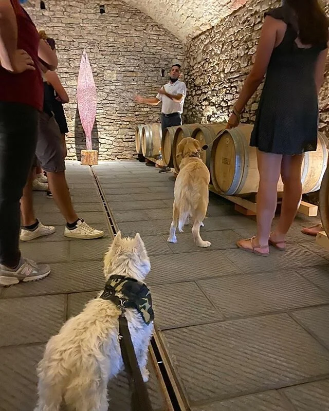 Back to touring! Had a lovely social distanced winery tour today. My new friend Nora and I decided we liked the nice cool cellar best. .
.
.
#canineconcierge #winedog #lifeintuscany #westie #sundayfunday #winecellar #chianticlassico #winetasting #cu