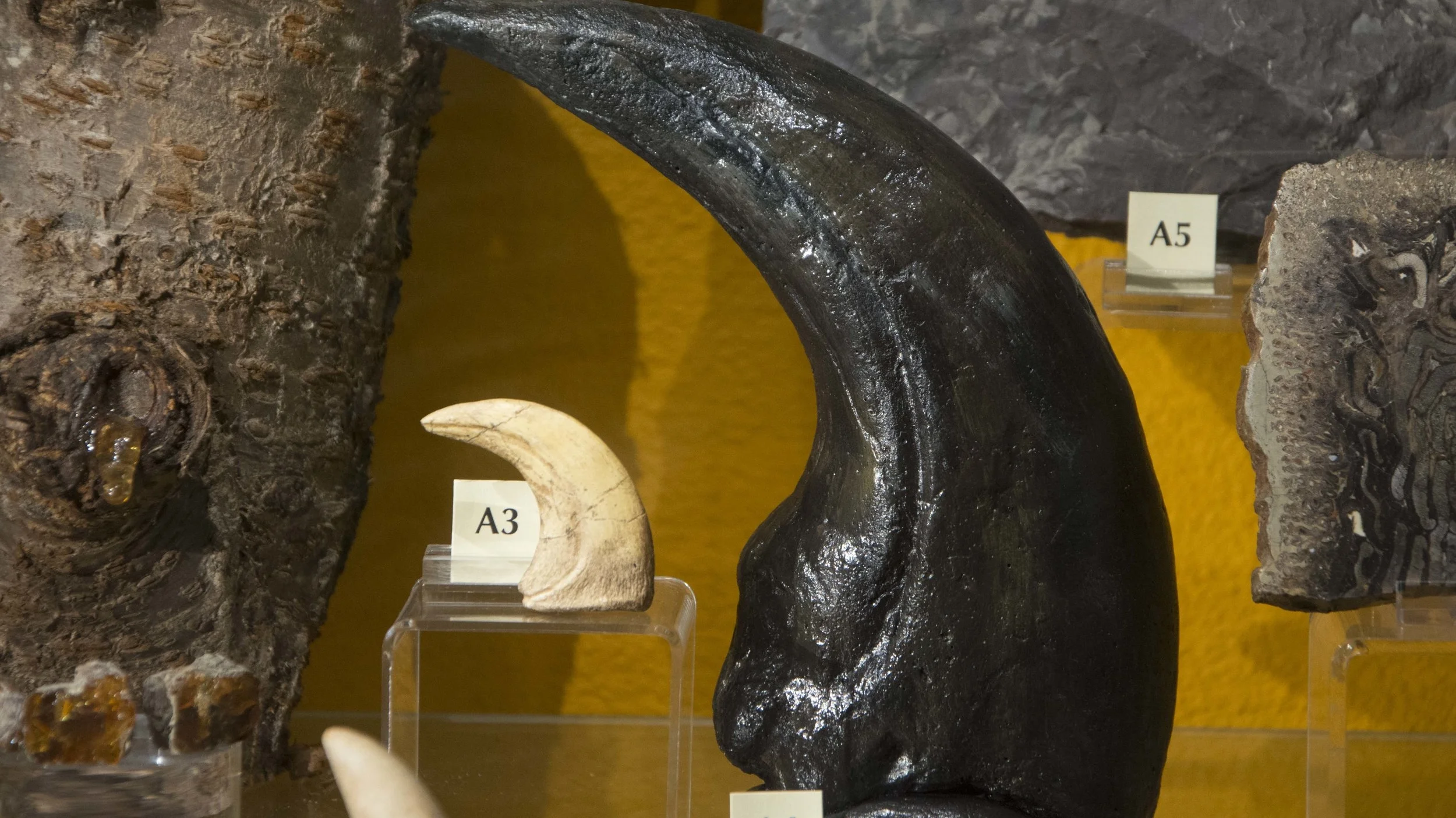Baryonyx Claw.jpg