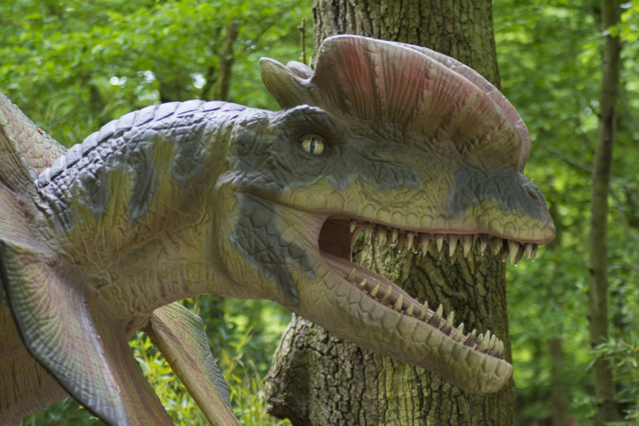 Dilophosaurus 5.jpg
