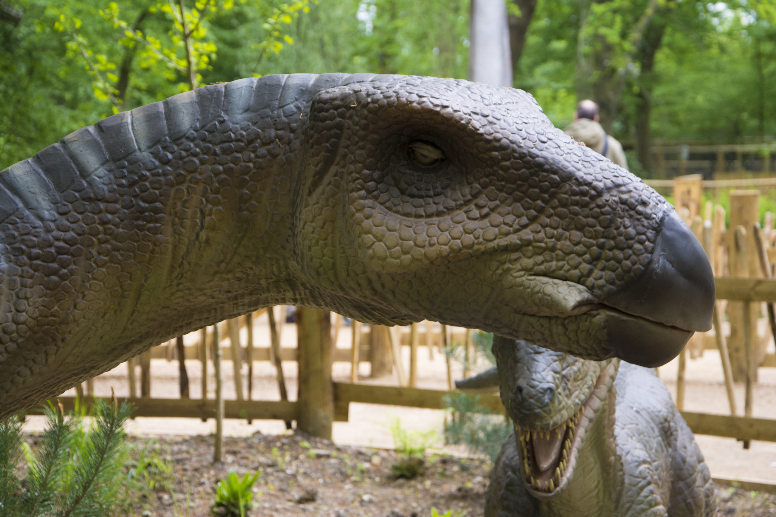 Iguanodon 1.jpg