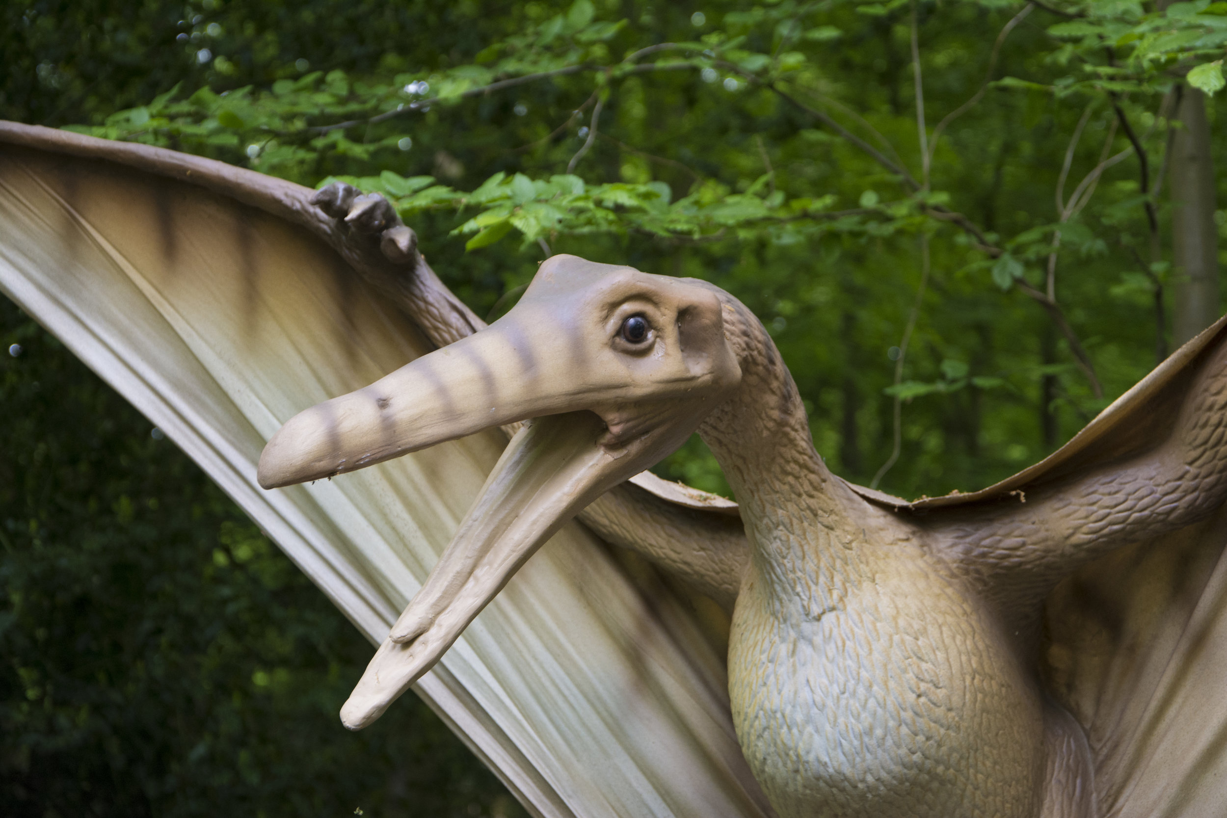 Pteranodon 2.jpg