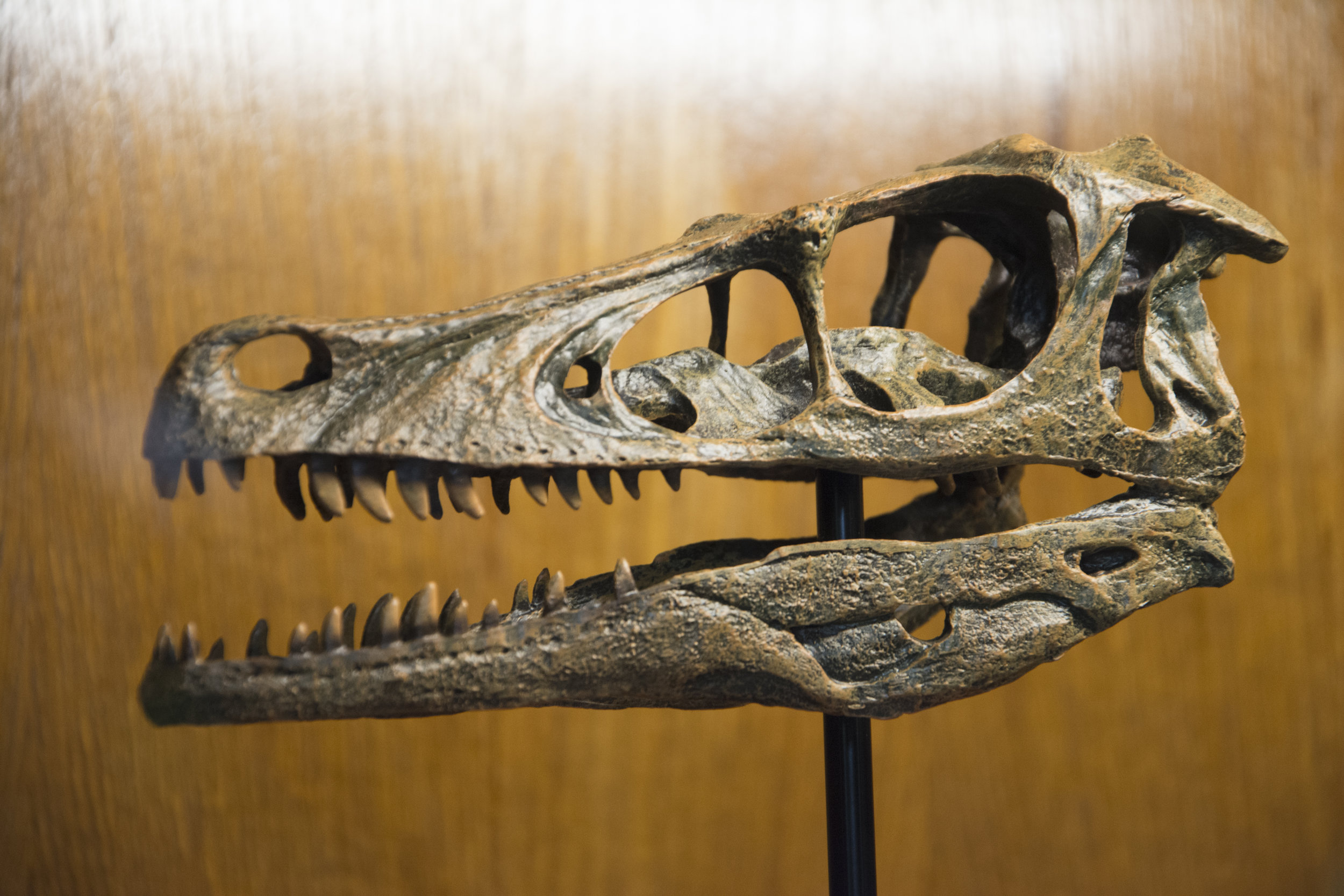 Velociraptor Skull.jpg