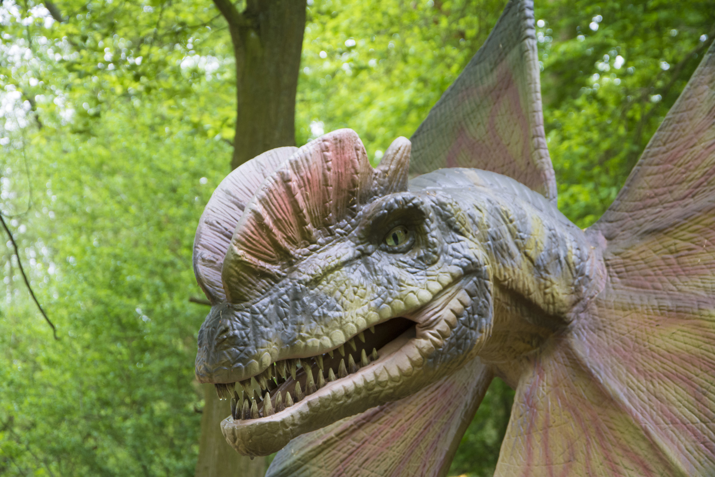 Dilophosaurus 4.jpg