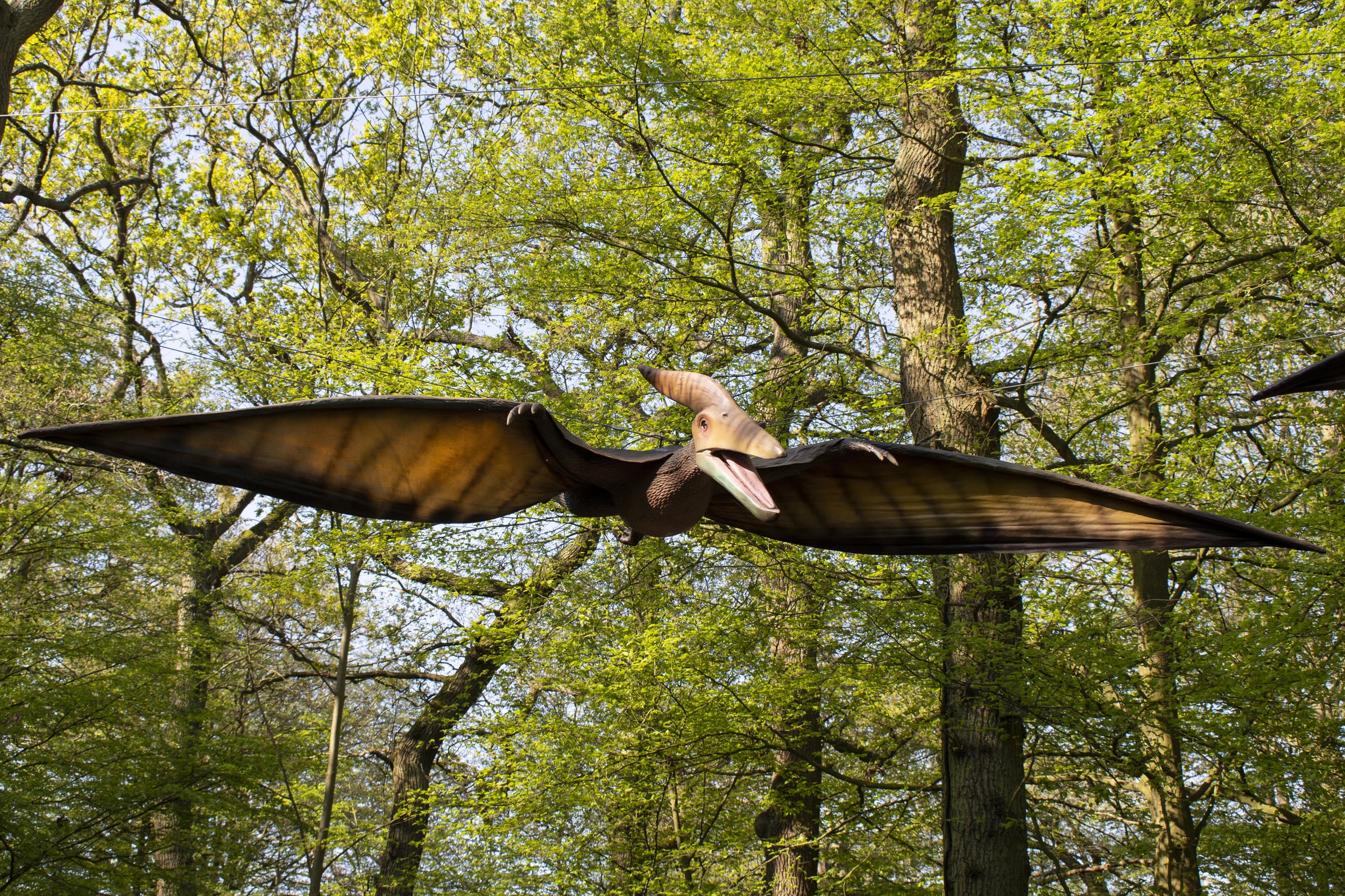 Pteranodon Singular.jpg