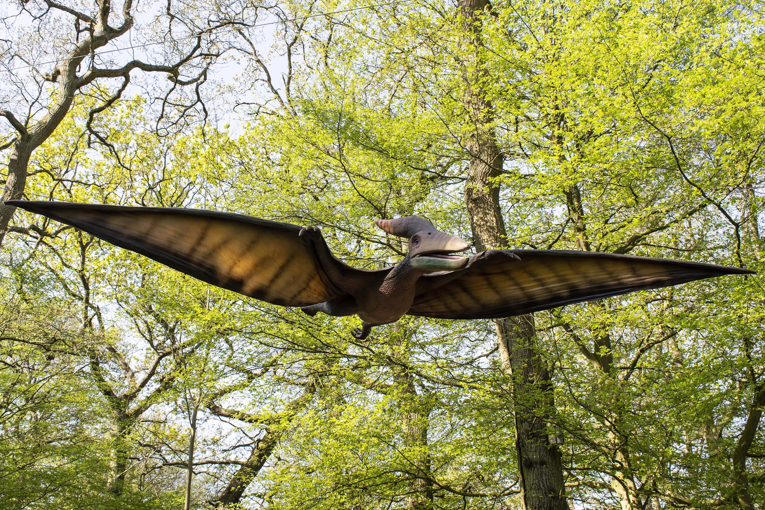 Pteranodon Singular 1.jpg