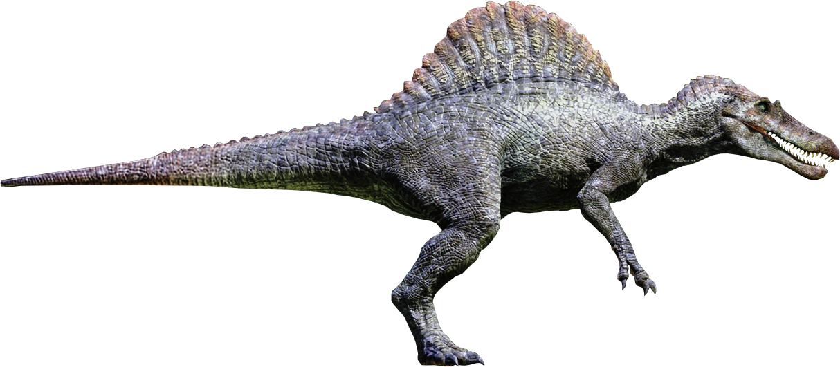 Spino Image.png