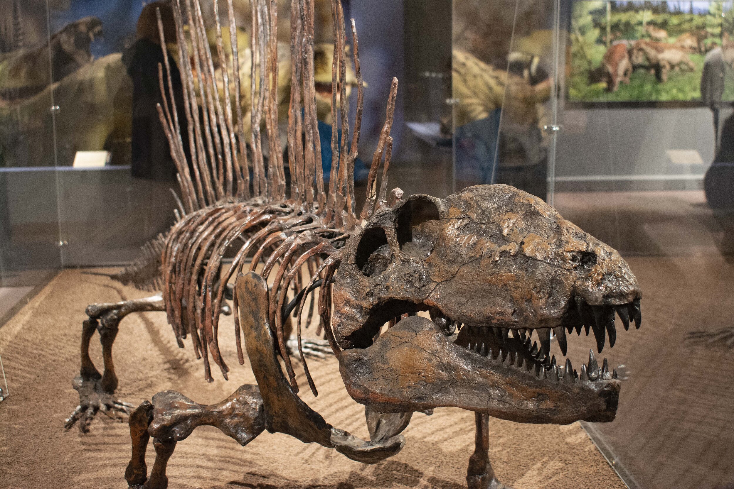 Dimetrodon Skeleton Closeup.jpg