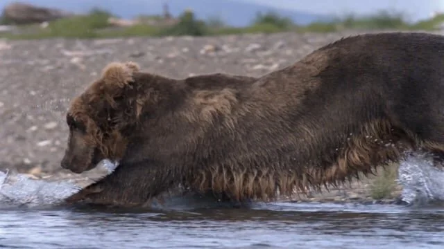 Planet Earth x Holland America Line