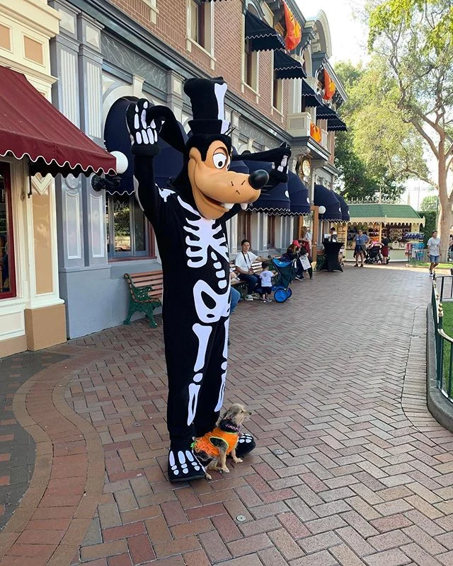 Goofy&rsquo;s smallest fan might be his biggest.
📸: @vegan_sasha