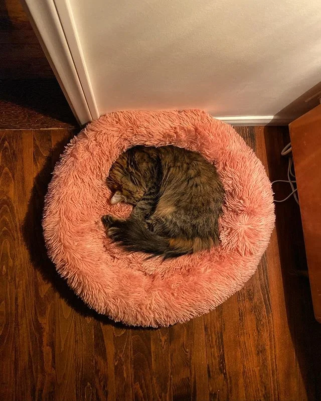 Bought a bed for the dog... guess what&rsquo;s not a dog bed anymore?