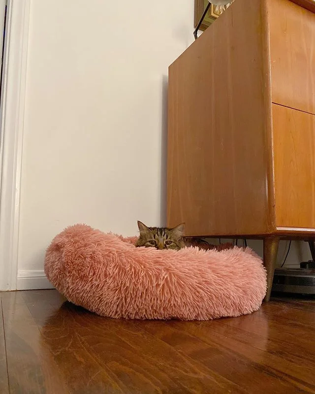 Please forward all correspondence for Sauce to the great pink fluffy bed, because she has not left it in about a week.