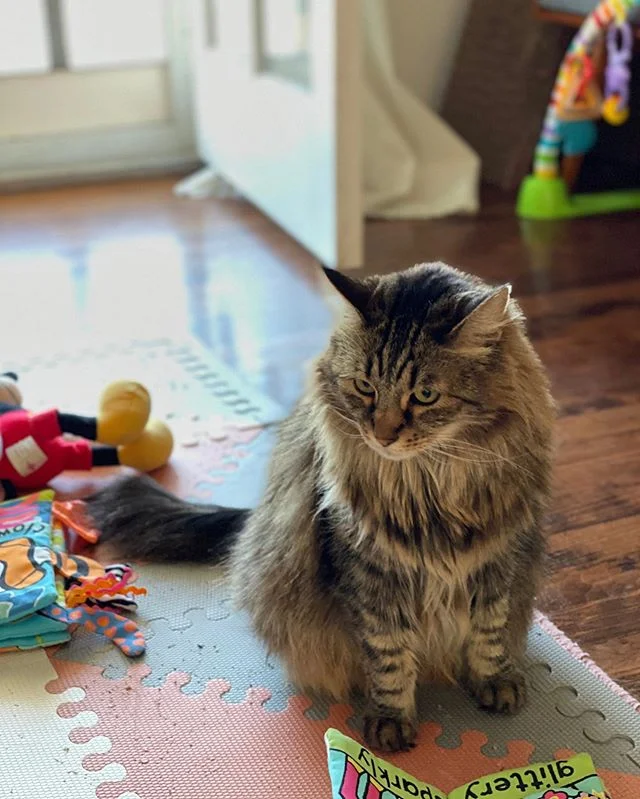 &ldquo;I swear I wasn&rsquo;t playing with baby&rsquo;s toys.&rdquo;