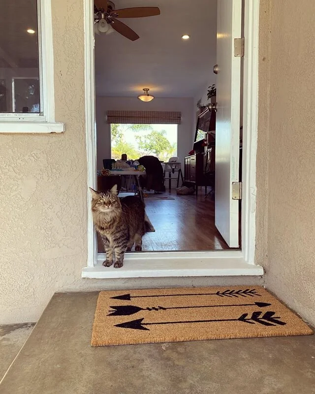 Sauce embarks on her next great adventure: checking out her new backyard.