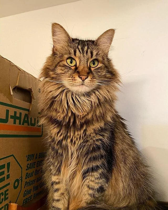 Sauce, queen of all boxes.