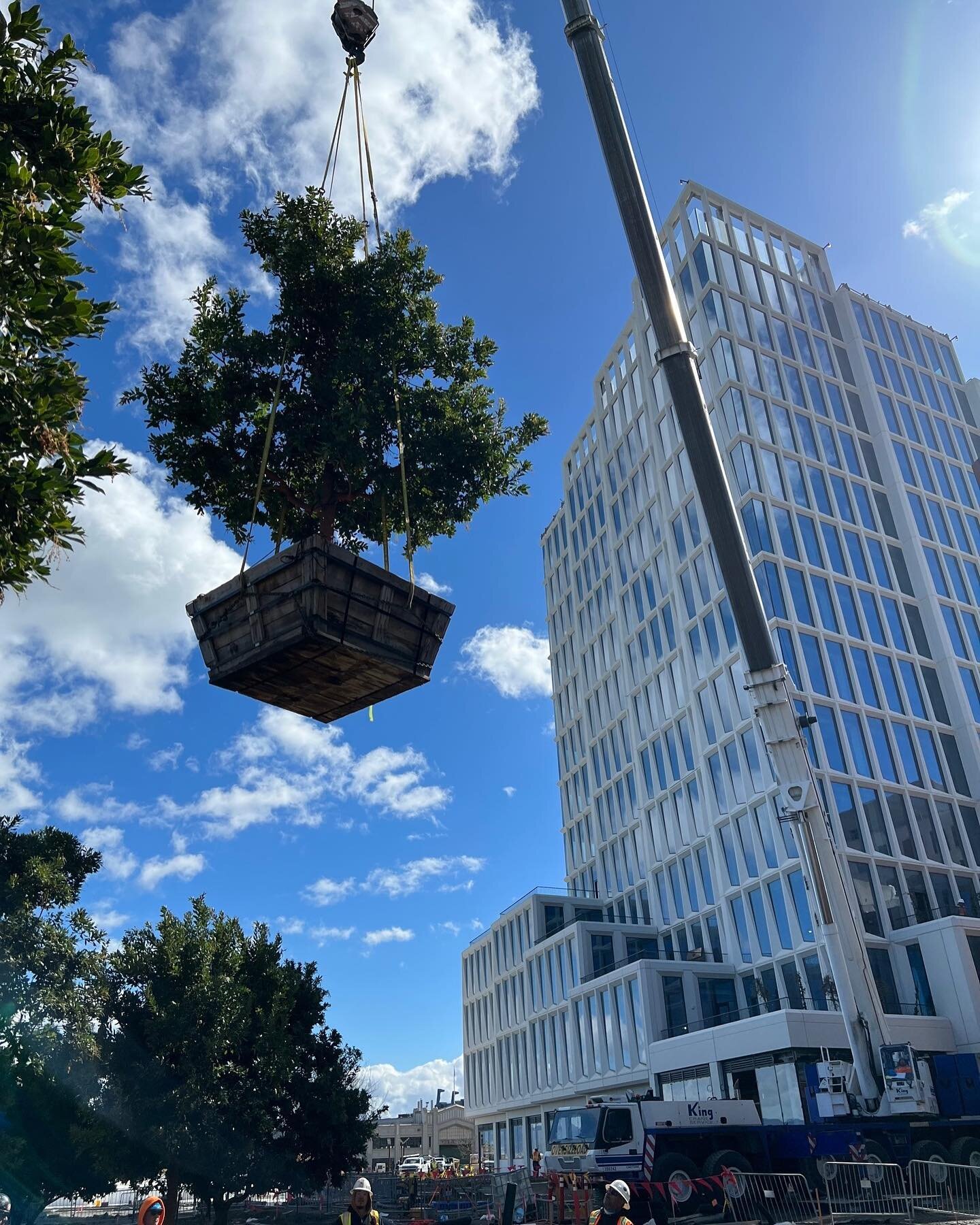 Large trees for the new China Basin Park have arrived and are being craned into position. Miller Company is working closely with SCAPE Studio, Webcor, SBCA arborists, and Jensen Landscape for all new plantings in the park. Stayed tuned as the park de