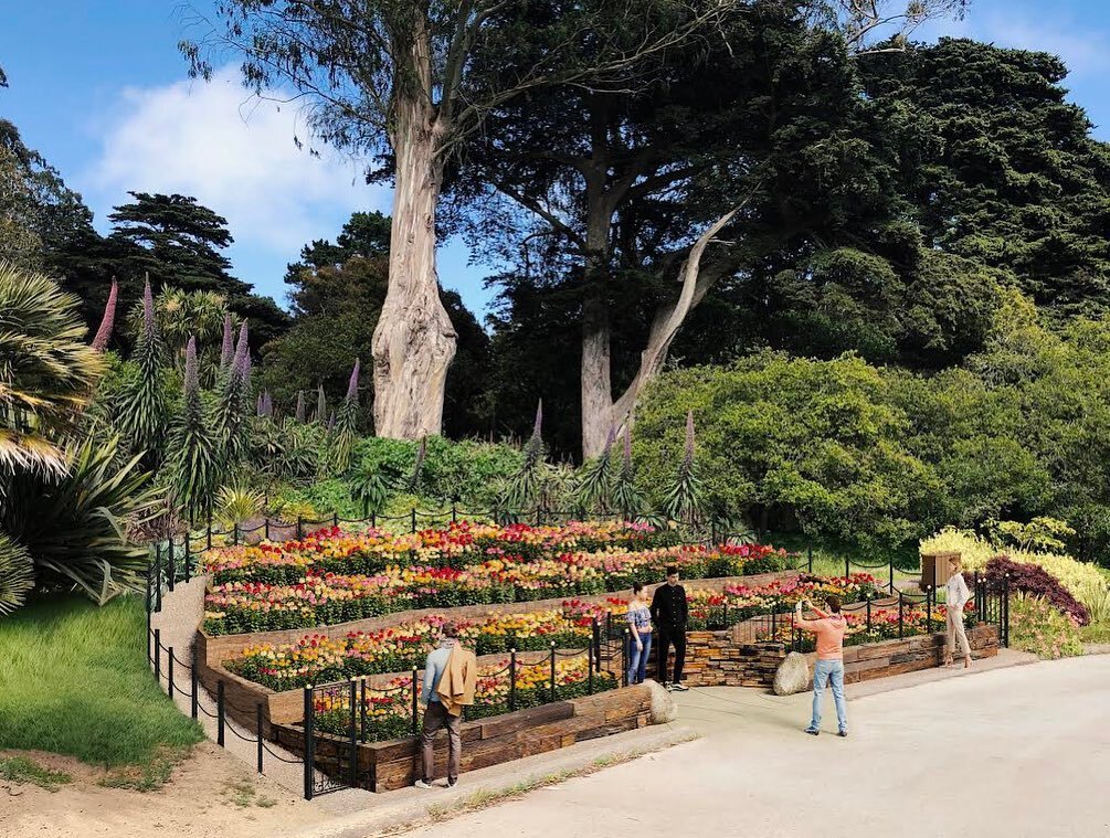 Miller Company was commissioned to redesign the hillside garden of the much beloved Dahlia Garden in Golden Gate Park. Our team worked closely with the Dahlia Society of California volunteer gardeners, SF Parks Alliance, and SF Recreation and Park ga