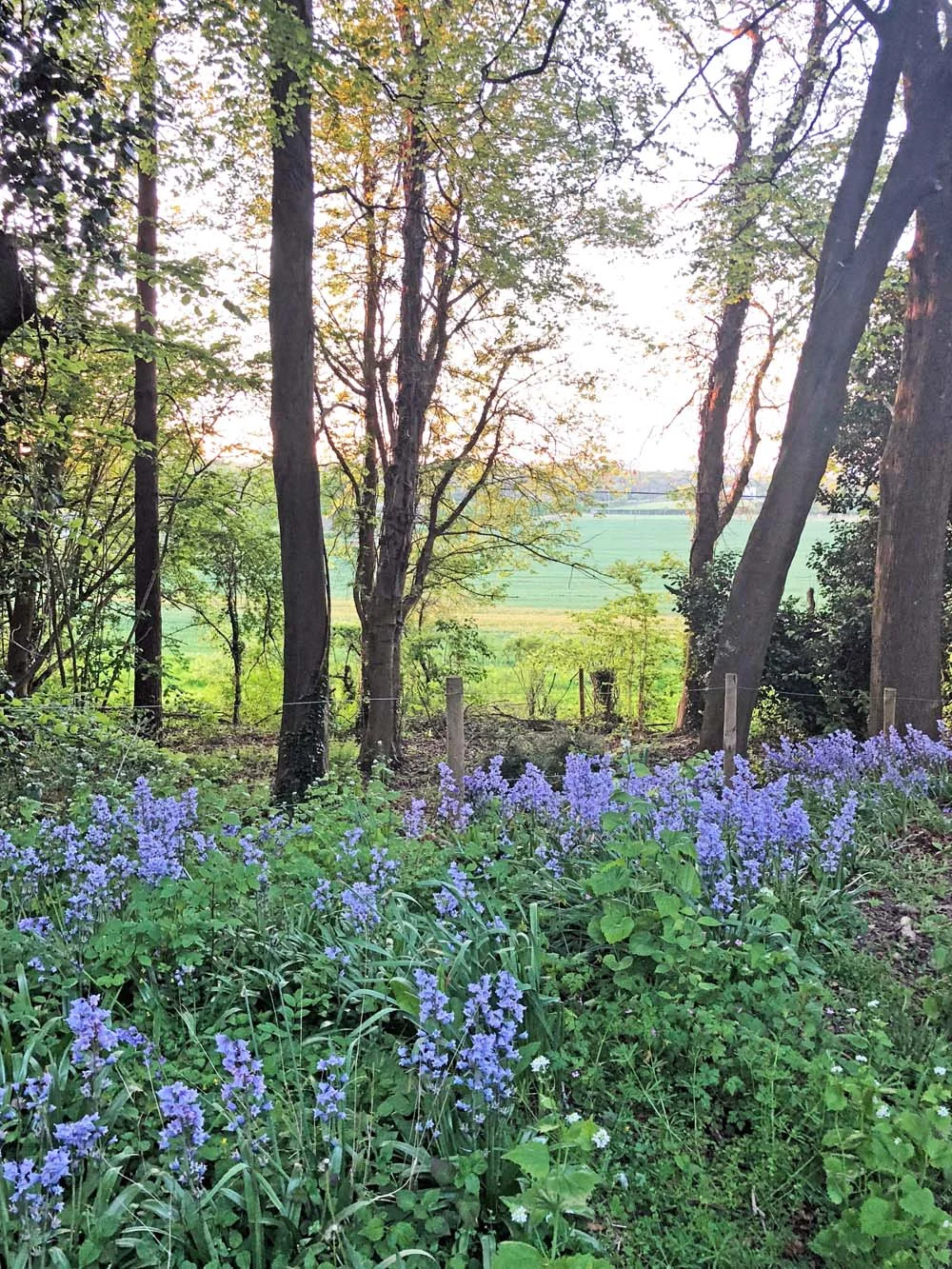 Bluebells at Bluebell