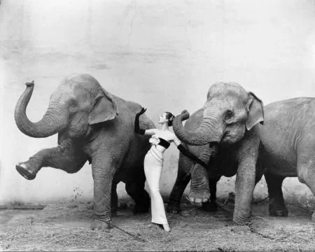 Model wears dress designed by Yves Saint Laurent with the elephants of Cirque d’Hiver, August 1955
