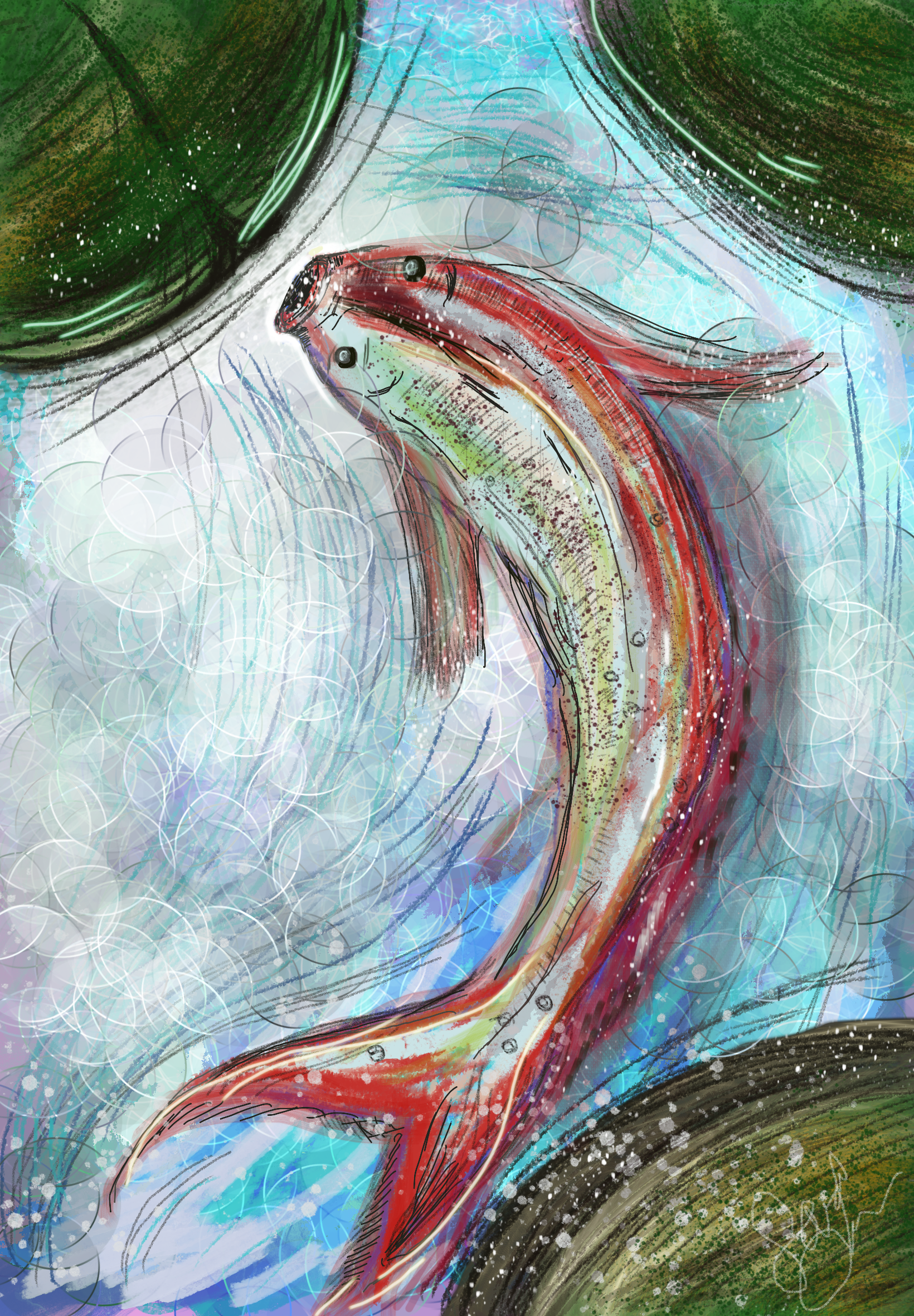 Commission an Illustration