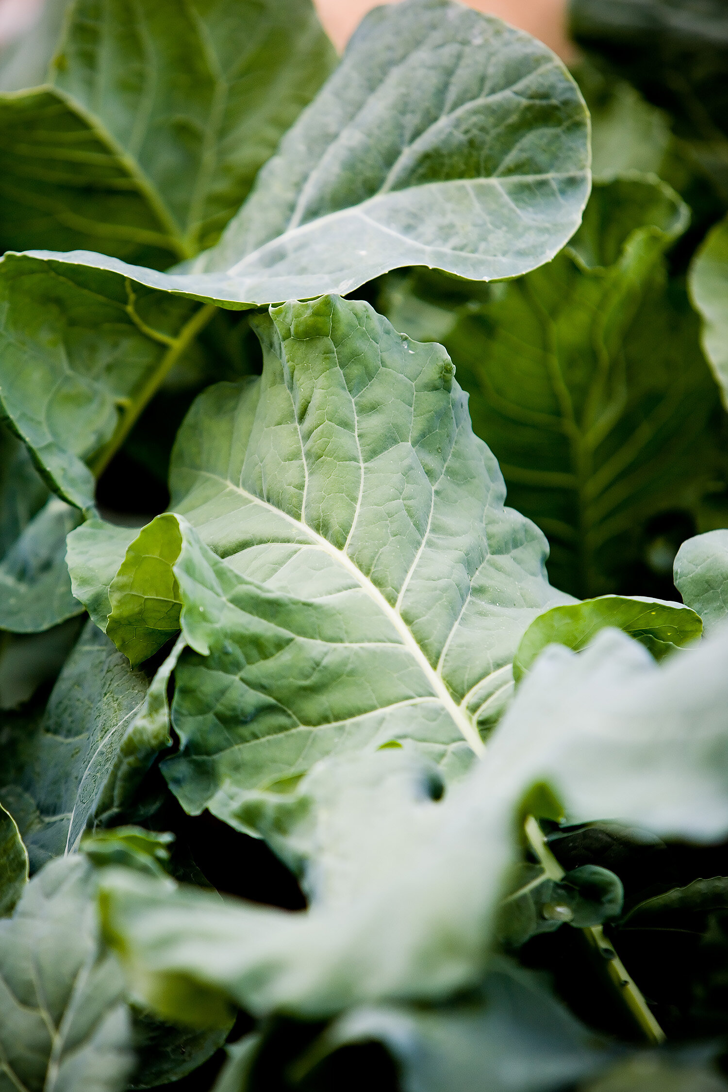 305 Hampstead1011  copy.jpg