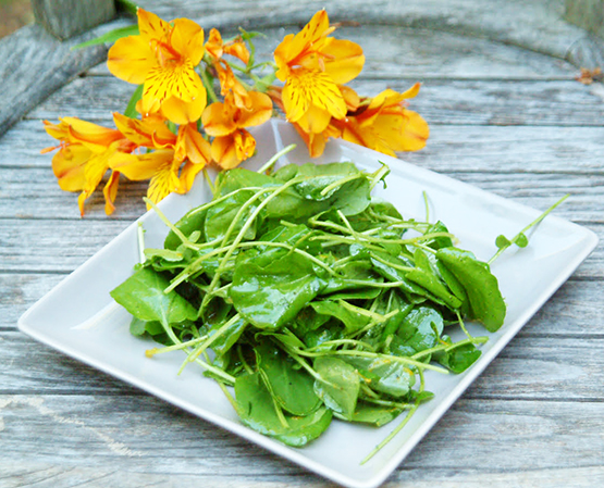 watercress salad with citrus dressing-lisa.jpg