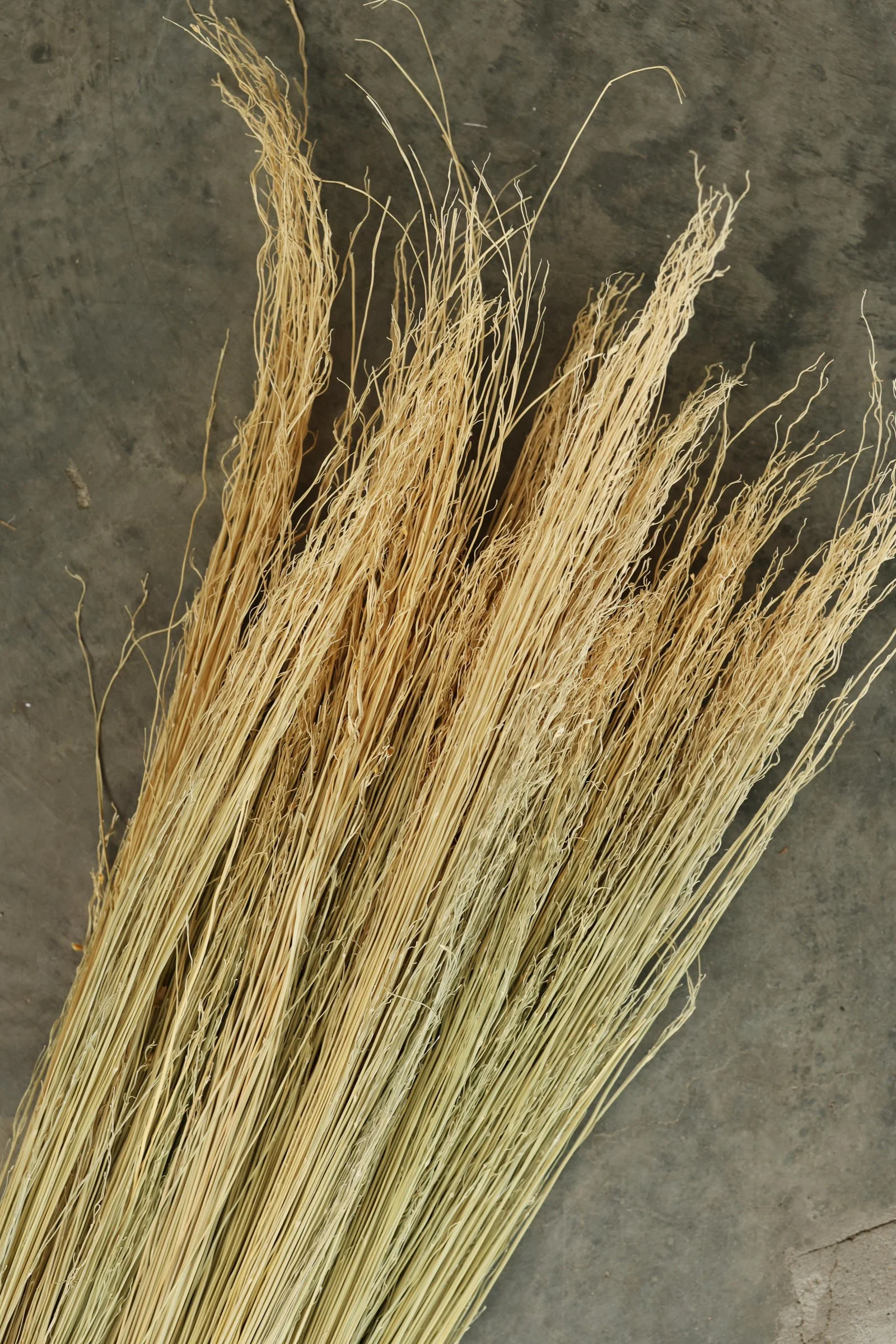 EM6A5296.JPG