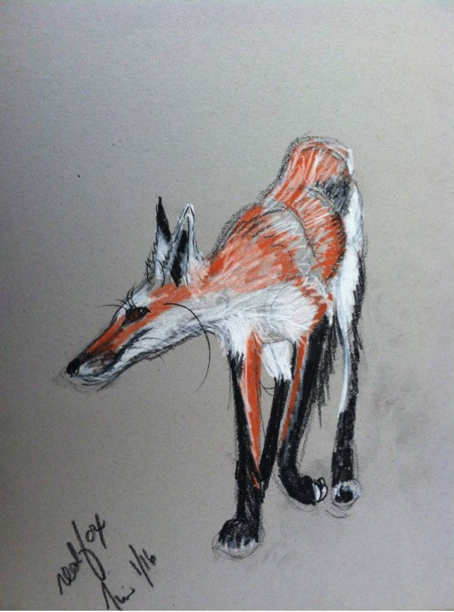  Fox by Margaret, Pacific Grove Natural History Museum 