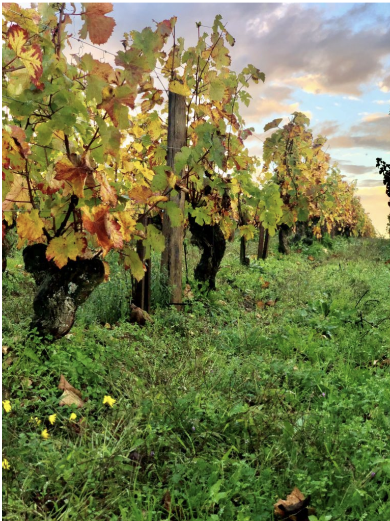 Screenshot 2026-02-17 at 9.08.11 AM.png