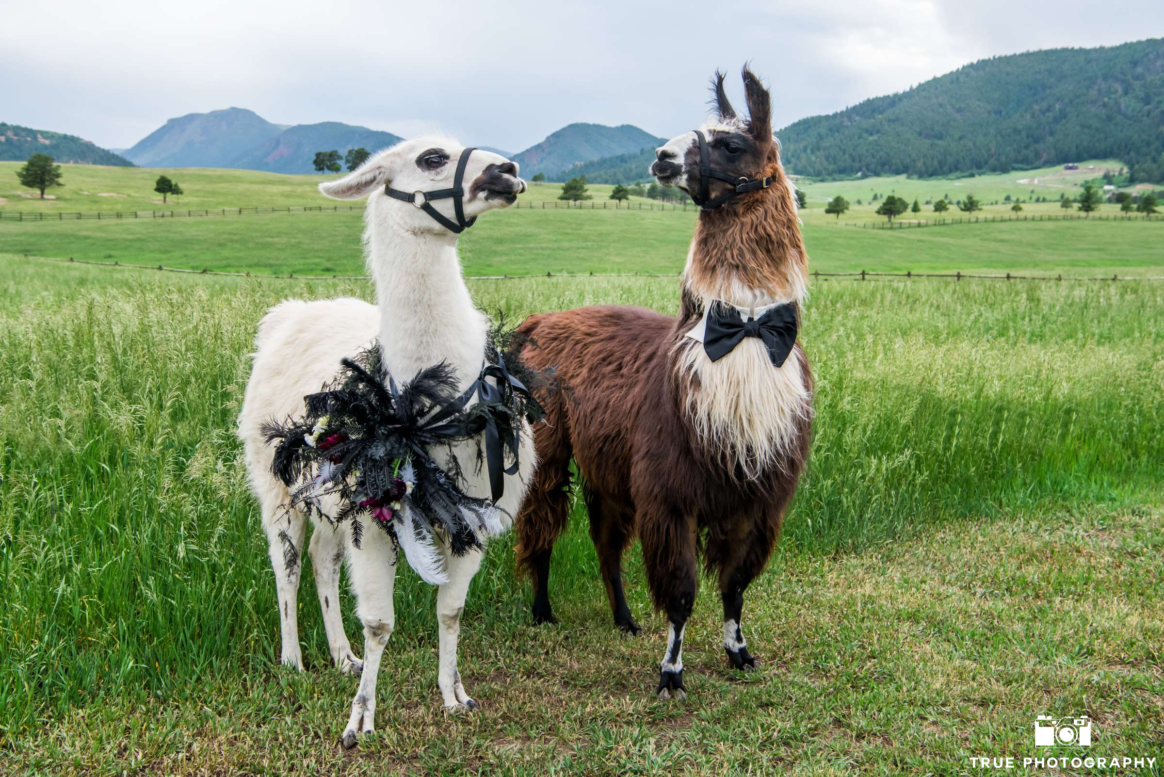 Spruce Mountain Ranch Wedding Planner 