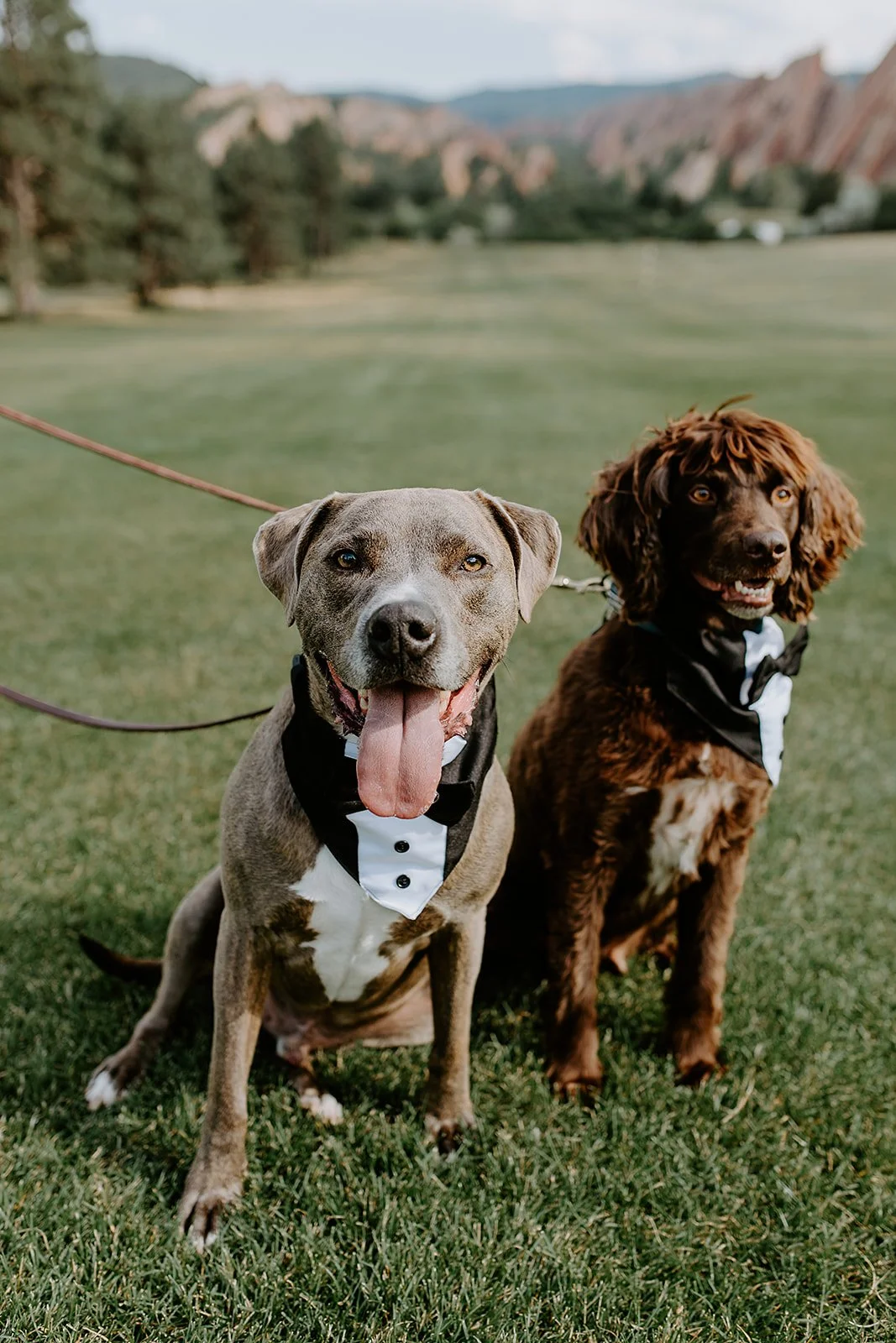 Kids &amp; Pets at Weddings
