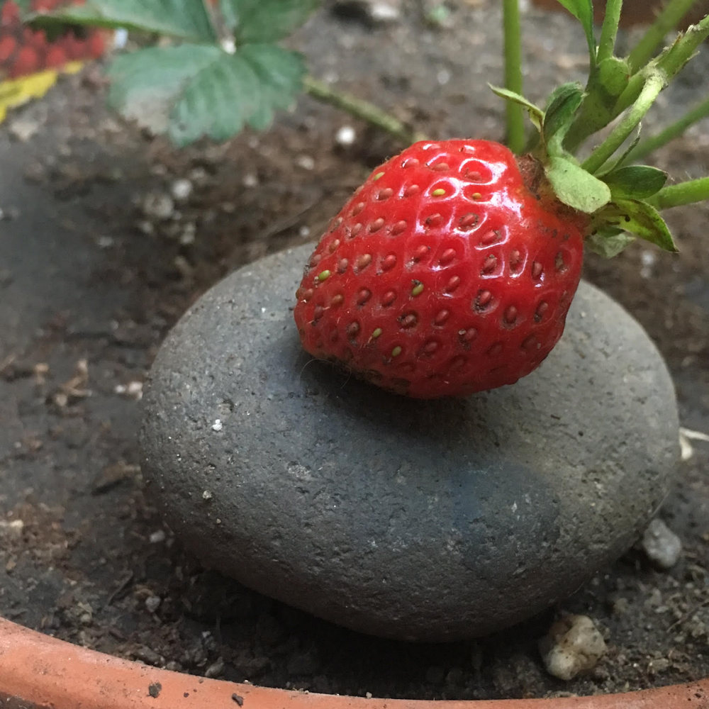 Prozac Versus Gardening: Why Having A Hobby Might Be More Effective Than Your Current RX