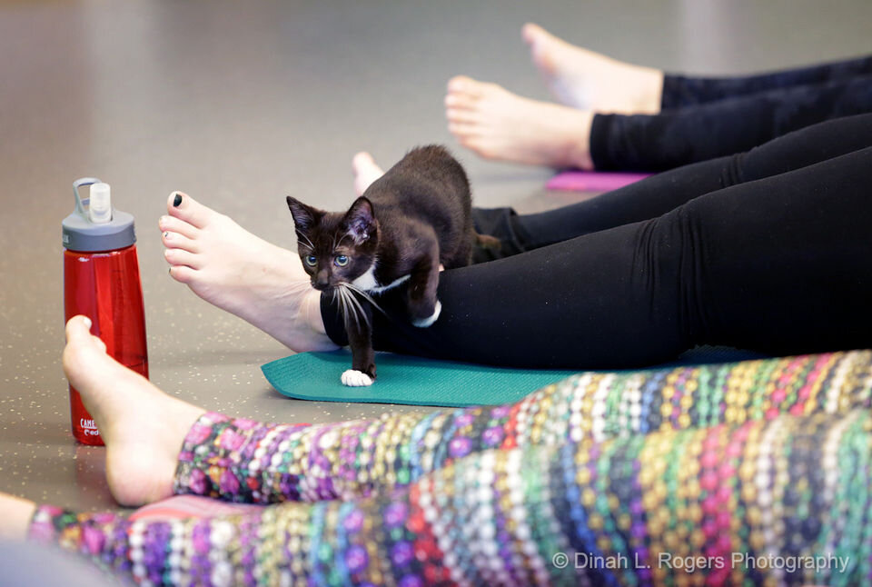 b07_yoga_with_kittens_10.jpeg