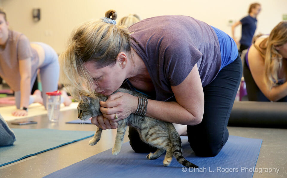 4a4_yoga_with_kittens_12.jpeg