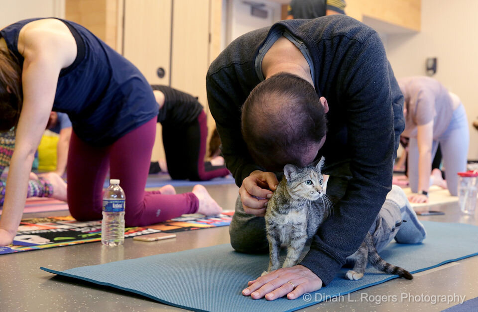 9f3_yoga_with_kittens_13.jpeg