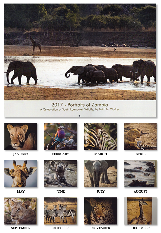 Take a look at the beautiful photos in our calendar. Let each image inspire you to help us protect the amazing wildlife in Zambia.