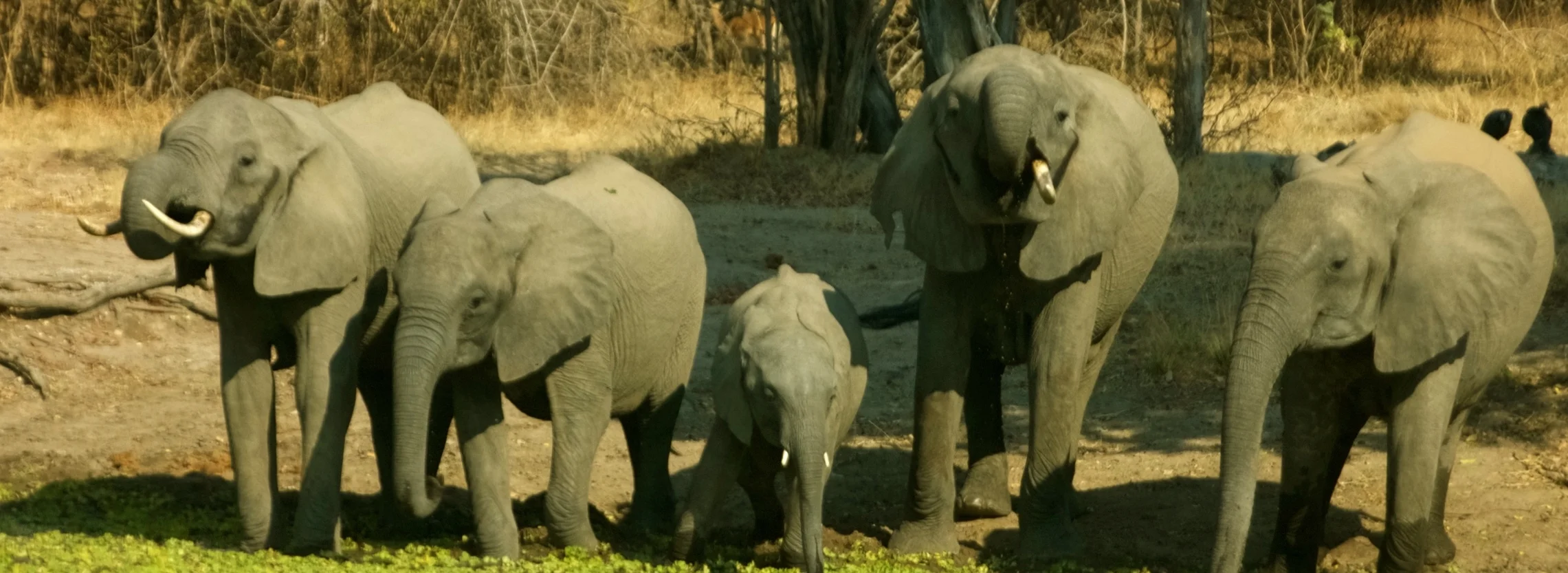 Nation's Broadest Wildlife Trafficking Ban Takes Effect